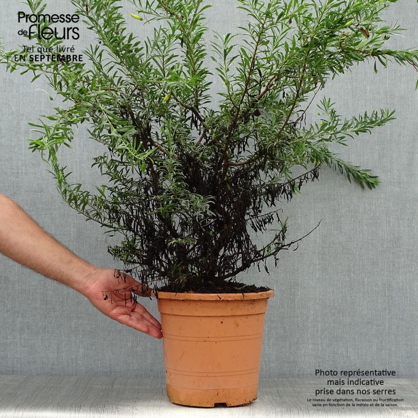 Exemplaar van Eremophila maculata Aurea - Emustruik Pot van 7,5 l/10 l zoals geleverd in de herfst