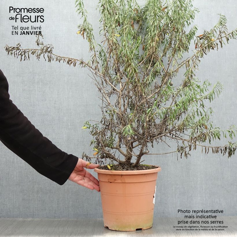 Exemplaar van Eremophila maculata Aurea - Eremophile tacheté Pot de 7,5L/10L zoals geleverd in de winter