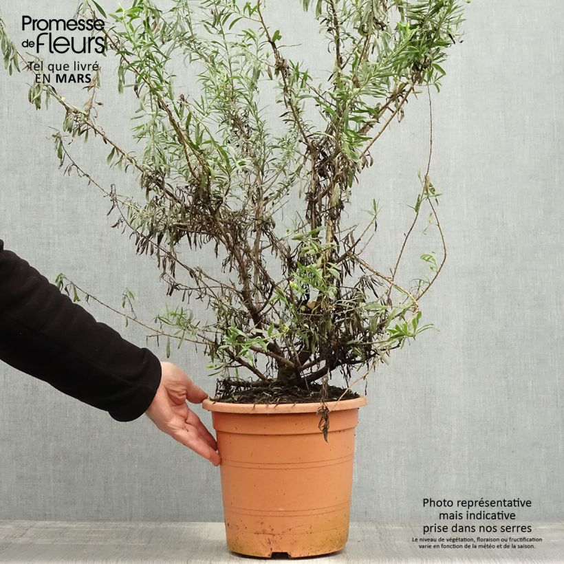 Example of Eremophila maculata Aurea - Emustruik Pot van 7,5 l/10 l as you get in printemps