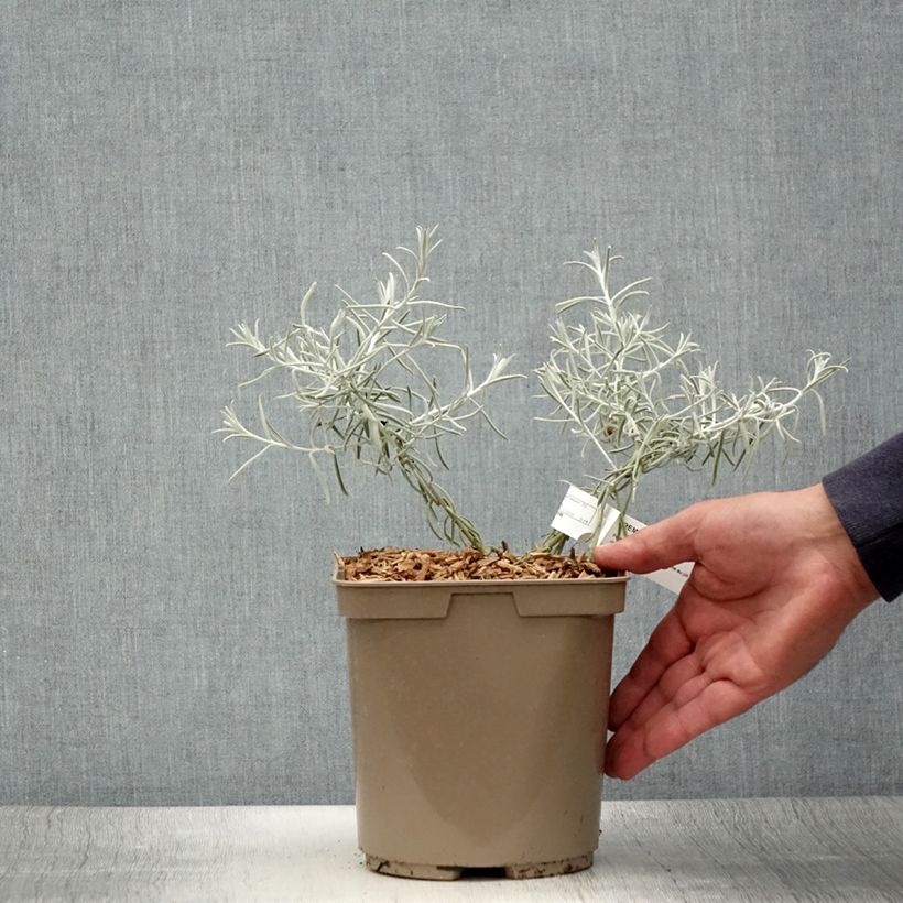 Exemplaar van Eremophila nivea - Zijden emoe-bos Pot van 7,5 l/10 l zoals geleverd in de zomer