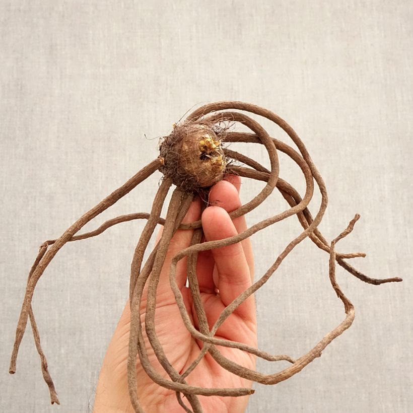 Exemplaar van Eremurus Bruin - Steppenlelie Bol kaliber I zoals geleverd in de lente