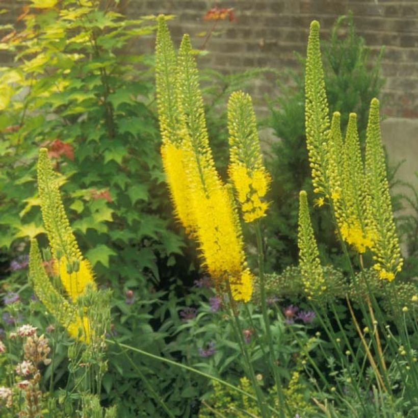 Eremurus bungei - Steppenlelie (Groeiplaats)