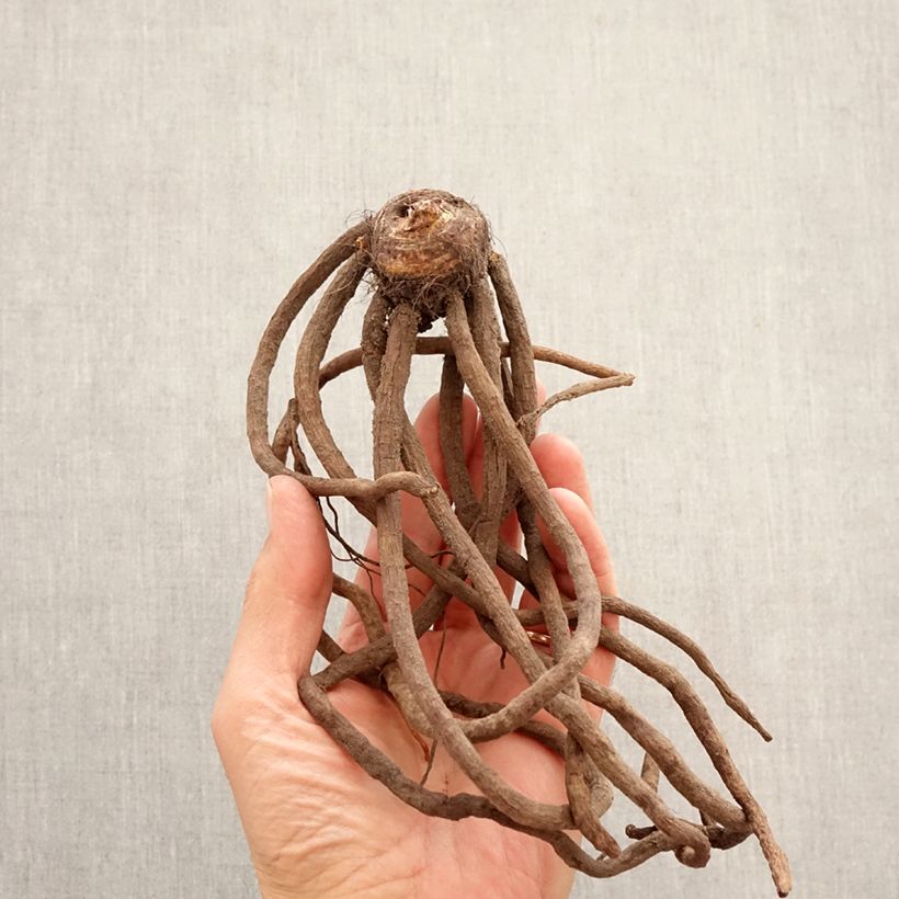 Exemplaar van Eremurus bungei - Steppenlelie Bol kaliber I zoals geleverd in de lente