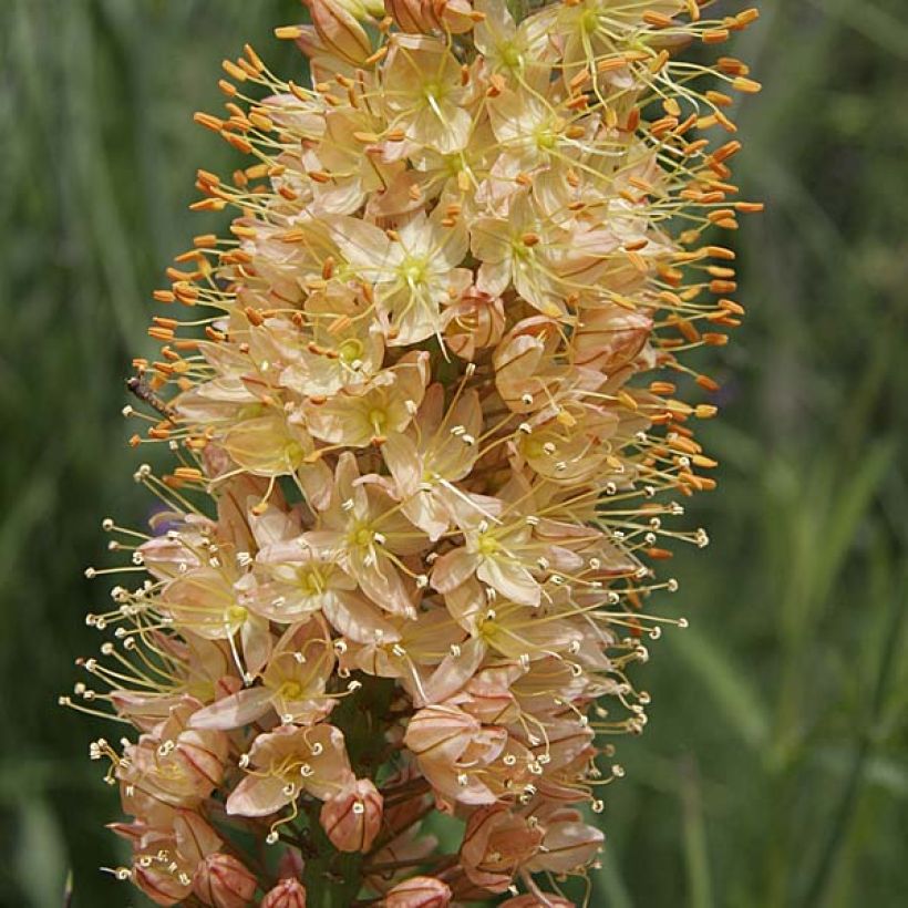 Eremurus isabellinus Cléopatra - Steppenlelie (Bloei)