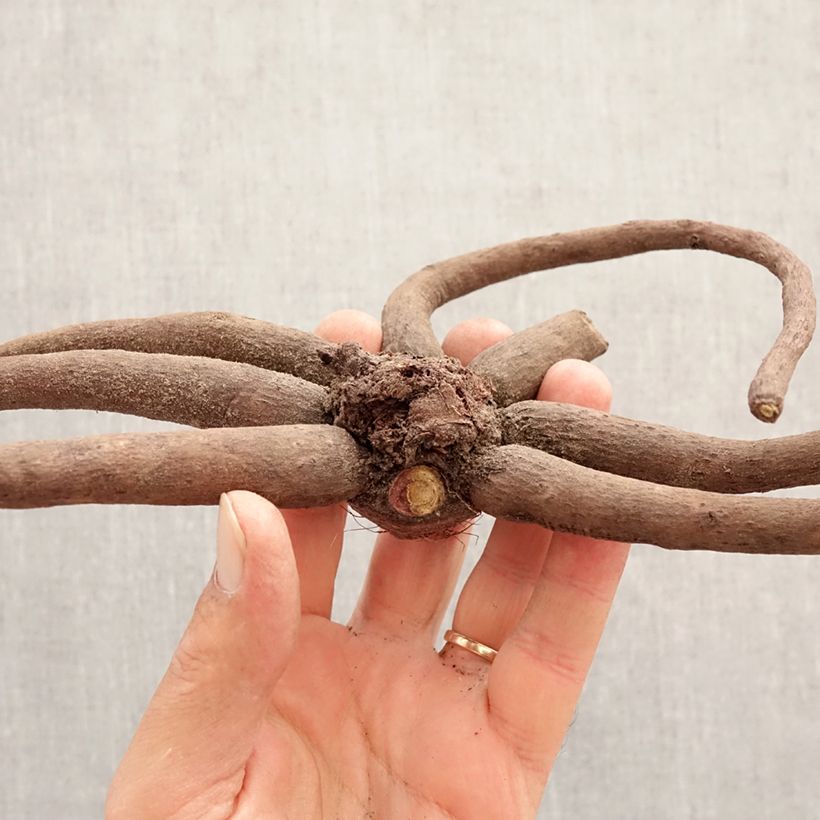 Exemplaar van Eremurus himalaicus - Steppenlelie Bol kaliber I zoals geleverd in de lente