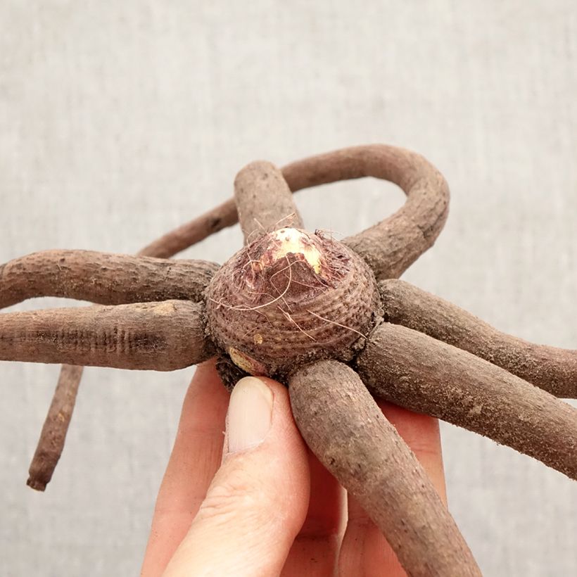 Exemplaar van Eremurus stenophyllus Moneymaker - Steppenlelie Bol kaliber I zoals geleverd in de lente