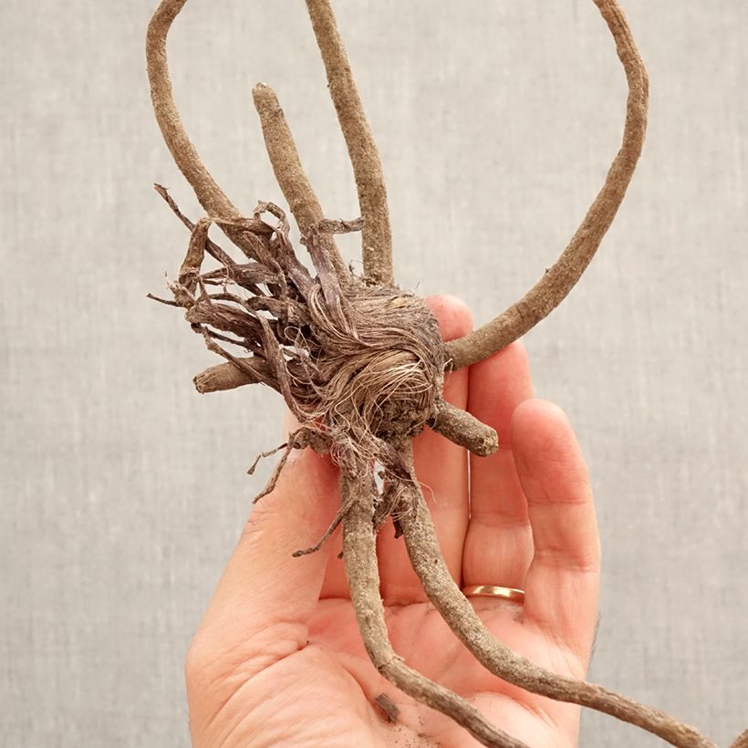 Exemplaar van Eremurus isabellinus Shelfords Hybrids Tap Dance - Steppenlelie Bol kaliber I zoals geleverd in de lente