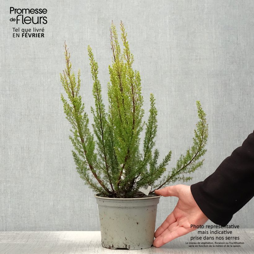 Exemplaar van Erica arborea Alpina - Bruyère arborescente Pot de 2L/3L zoals geleverd in de winter