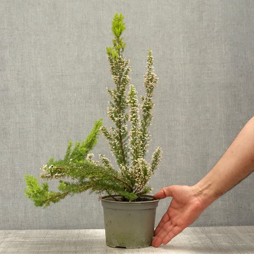 Example of Erica arborea Alpina - Boomheide Pot van 2 l/3 l as you get in printemps