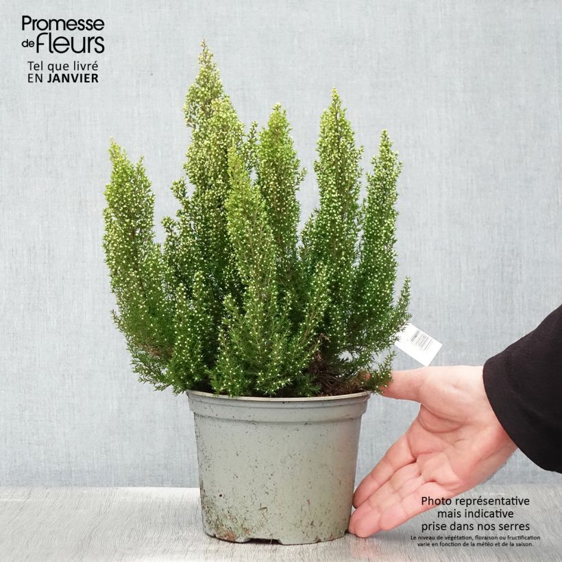 Exemplaar van Erica arborea Estrella Gold - Boomheide Pot van 2 l/3 l zoals geleverd in de winter