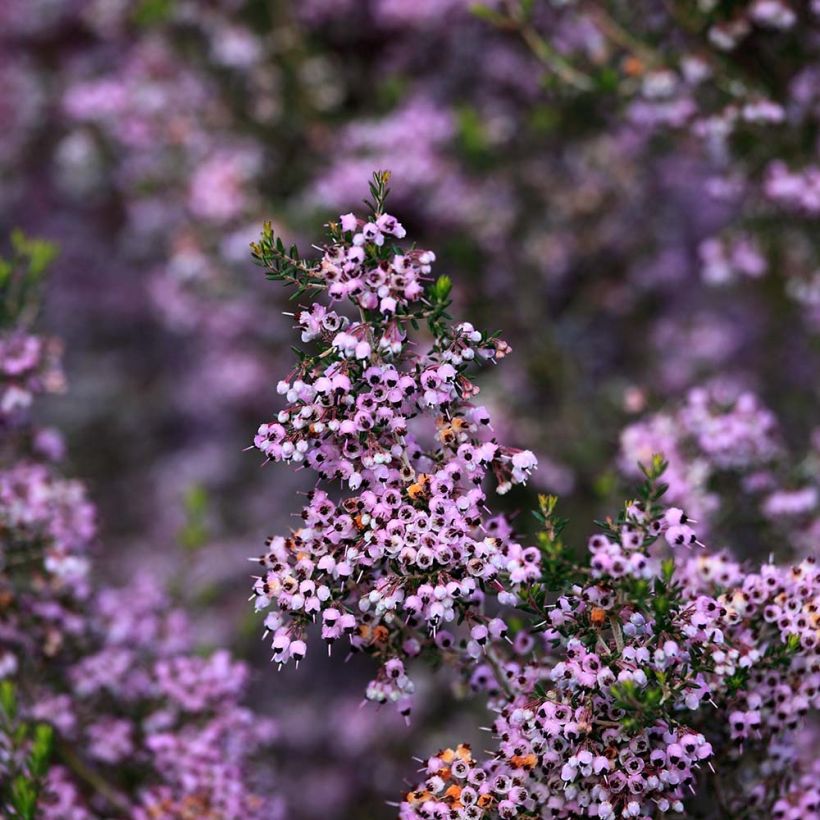 Erica canaliculata - Boomheide (Bloei)