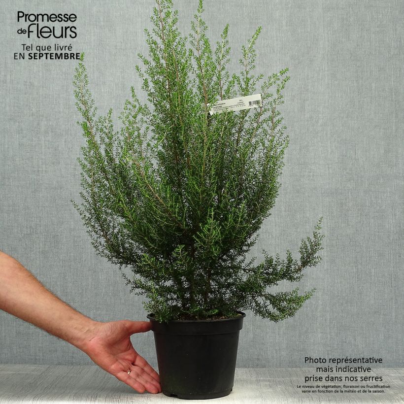 Exemplaar van Erica canaliculata - Boomheide Pot van 4 l/5 l zoals geleverd in de herfst