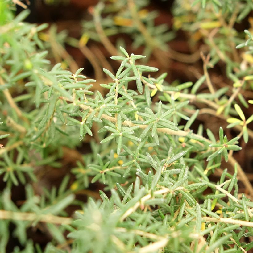 Erica canaliculata - Boomheide (Blad)