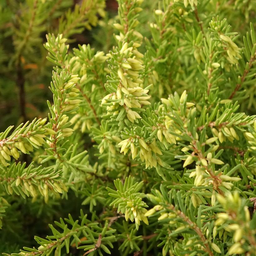 Erica darleyensis Darley Dale - Winterheide (Blad)