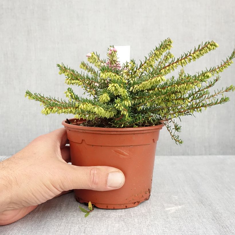 Exemplaar van Erica darleyensis Darley Dale - Winterheide Pot van 1 l/1,5 l zoals geleverd in de herfst