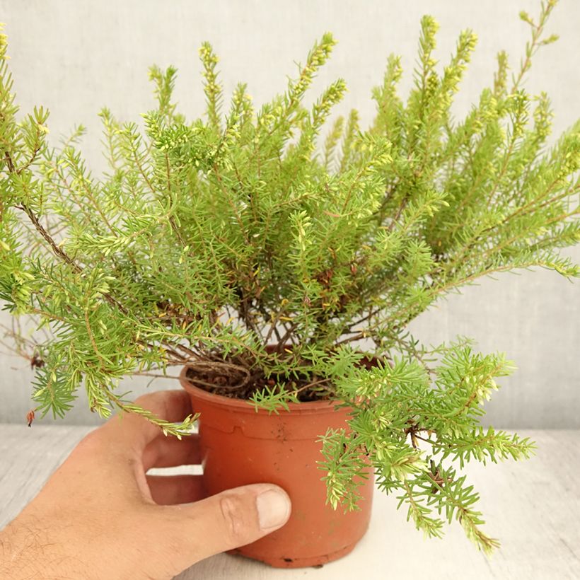 Exemplaar van Erica darleyensis Darley Dale - Winterheide Pot van 1 l/1,5 l zoals geleverd in de zomer
