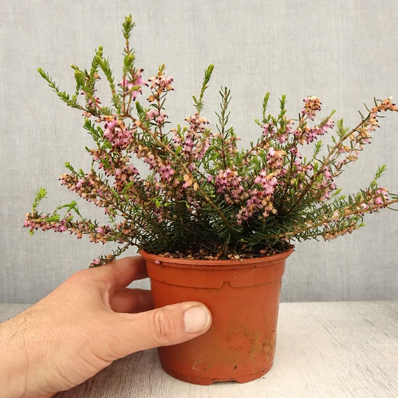 Example of Erica darleyensis Darley Dale - Winterheide Pot van 1 l/1,5 l as you get in printemps