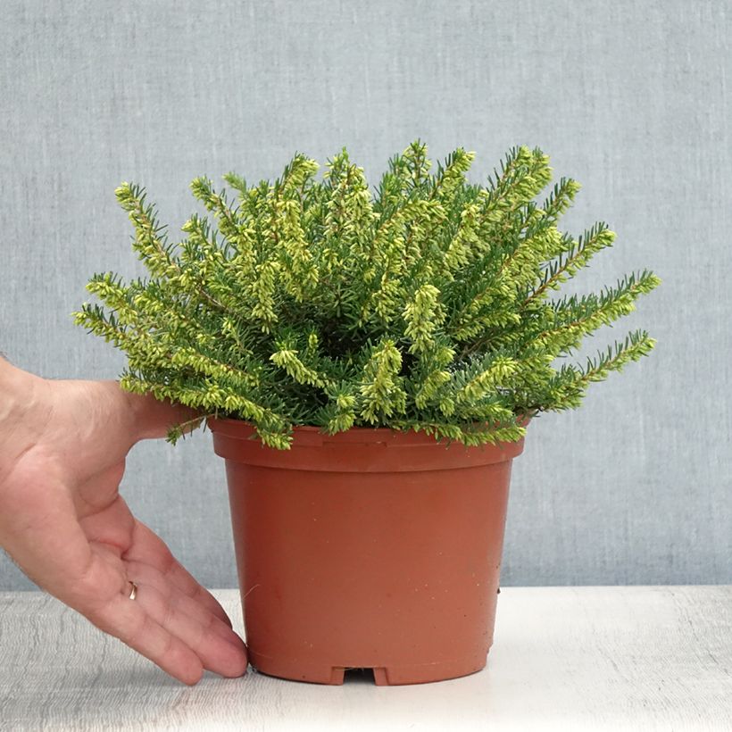 Exemplaar van Erica darleyensis Darley Dale - Winterheide Pot van 2 l/3 l zoals geleverd in de zomer