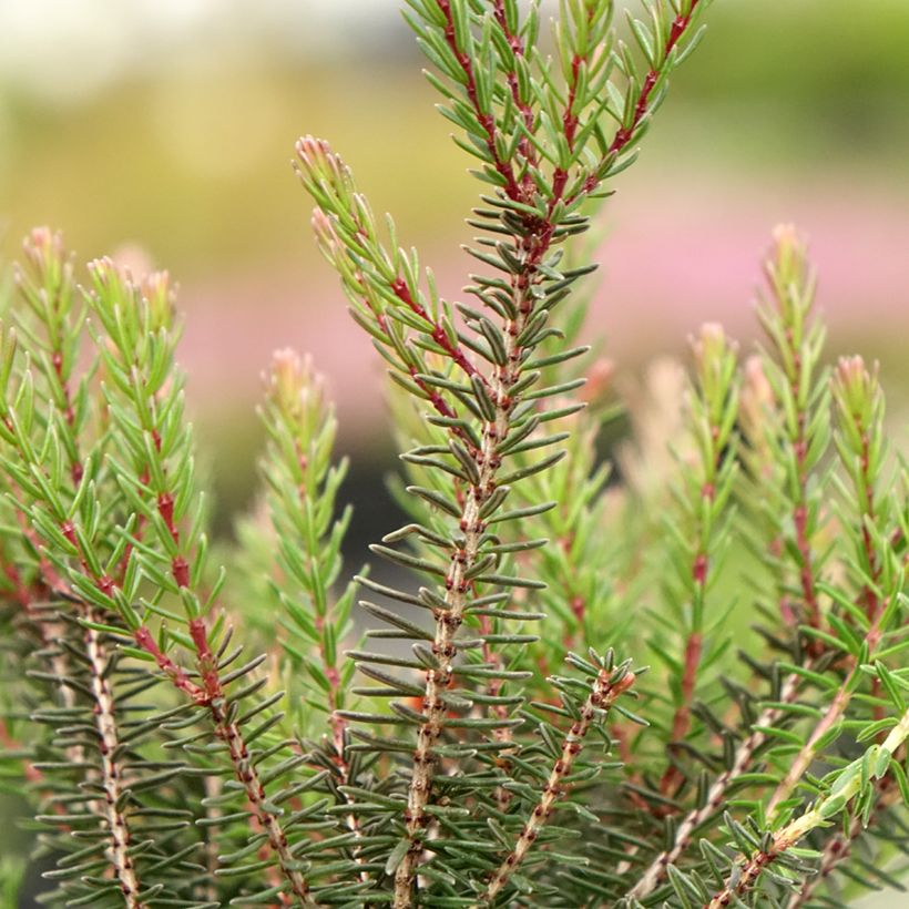 Erica darleyensis Lea - Winterheide (Blad)