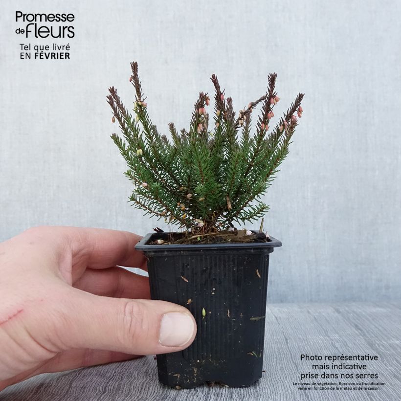 Exemplaar van Erica darleyensis Lea - Bruyère d'hiver Godet de 8/9 cm zoals geleverd in de winter