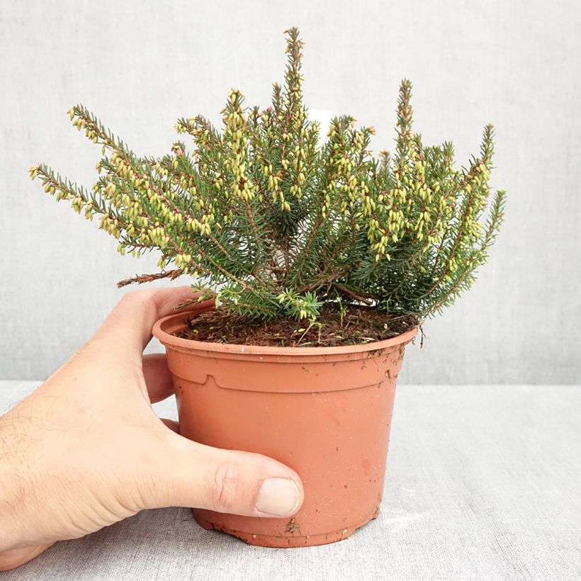 Exemplaar van Erica darleyensis Lea - Winterheide Pot van 1 l/1,5 l zoals geleverd in de herfst