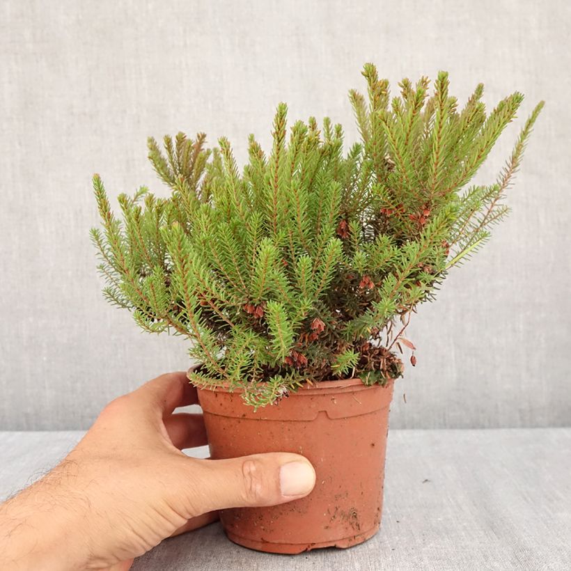 Exemplaar van Erica darleyensis Lea - Winterheide Pot van 1 l/1,5 l zoals geleverd in de zomer