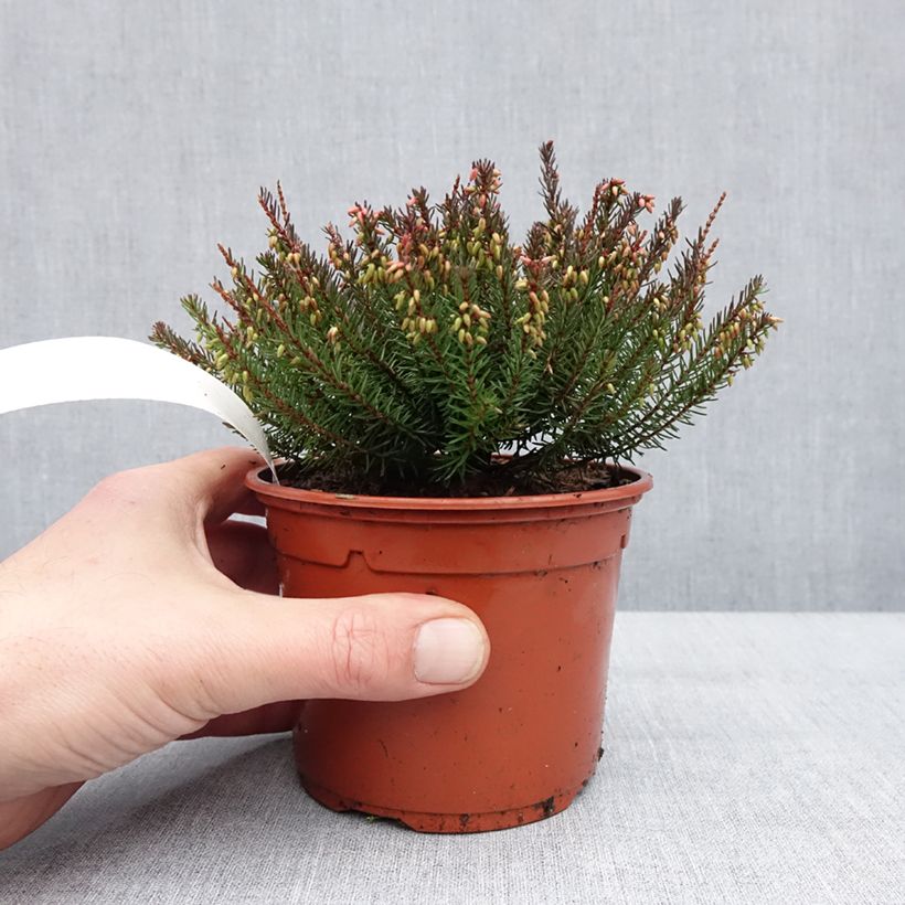 Exemplaar van Erica darleyensis Lea - Bruyère d'hiver Pot de 1L/1,5L zoals geleverd in de winter