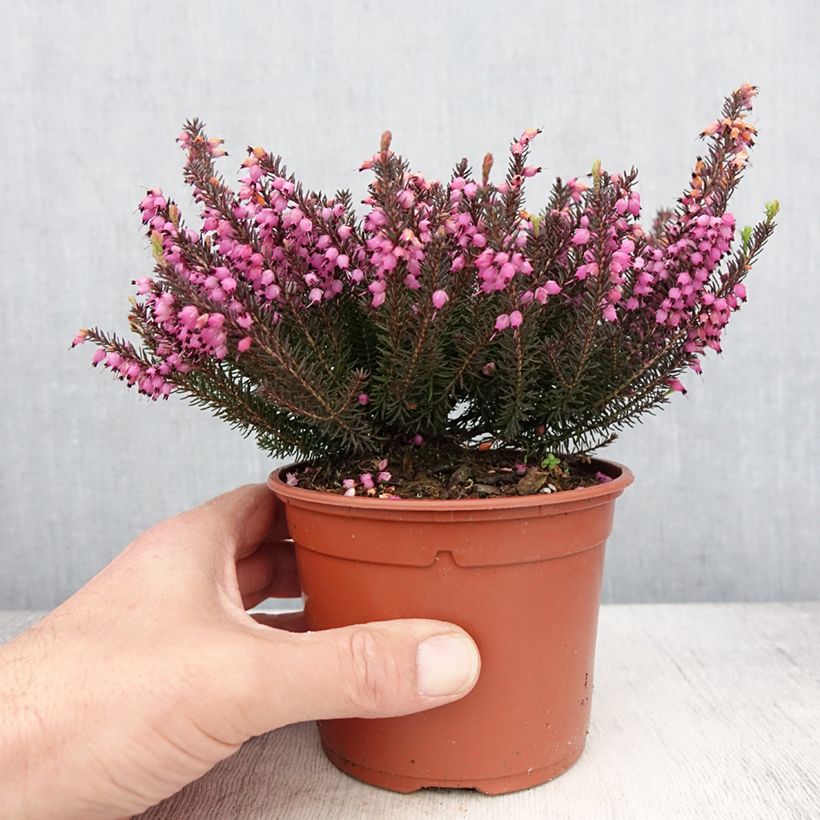 Example of Erica darleyensis Lea - Winterheide Pot van 1 l/1,5 l as you get in printemps