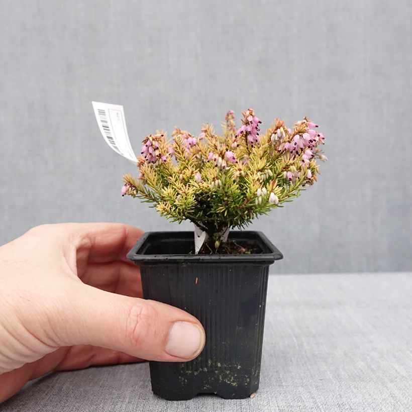 Exemplaar van Erica darleyensis Marie Helen - Bruyère d'hiver Godet de 8/9 cm zoals geleverd in de winter