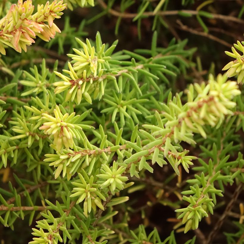 Erica darleyensis Marie Helen - Winterheide (Blad)