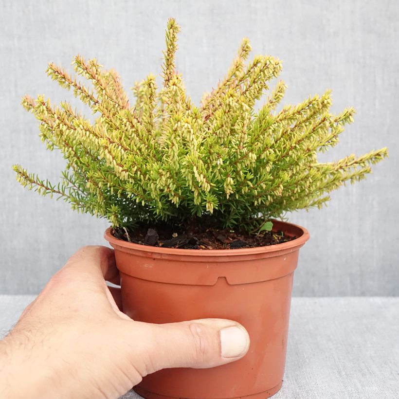 Exemplaar van Erica darleyensis Marie Helen - Winterheide Pot van 1 l/1,5 l zoals geleverd in de herfst