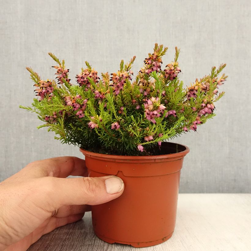 Example of Erica darleyensis Marie Helen - Winterheide Pot van 1 l/1,5 l as you get in printemps