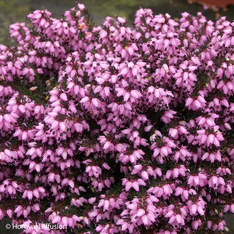Erica darleyensis Tyann - Winterheide (Bloei)