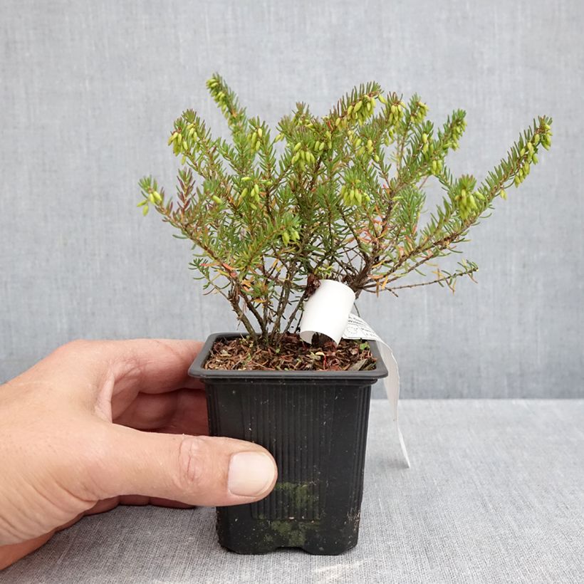 Exemplaar van Erica darleyensis Tyann - Winterheide Kweekpotje van 8/9 cm zoals geleverd in de herfst
