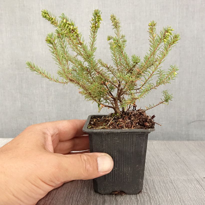 Exemplaar van Erica darleyensis Tyann - Winterheide Kweekpotje van 8/9 cm zoals geleverd in de zomer