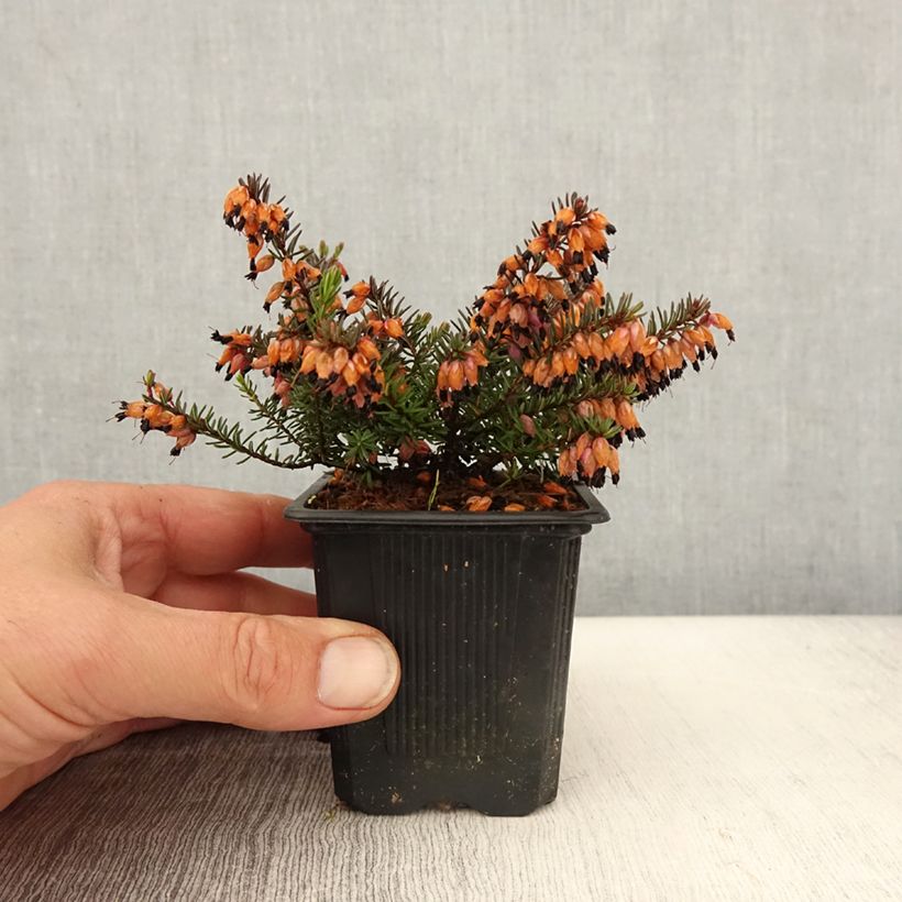 Exemplaar van Erica darleyensis Tyann - Winterheide Kweekpotje van 8/9 cm zoals geleverd in de lente