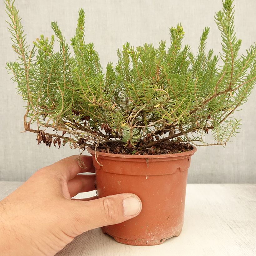 Exemplaar van Erica darleyensis Tyann - Winterheide Pot van 1 l/1,5 l zoals geleverd in de zomer