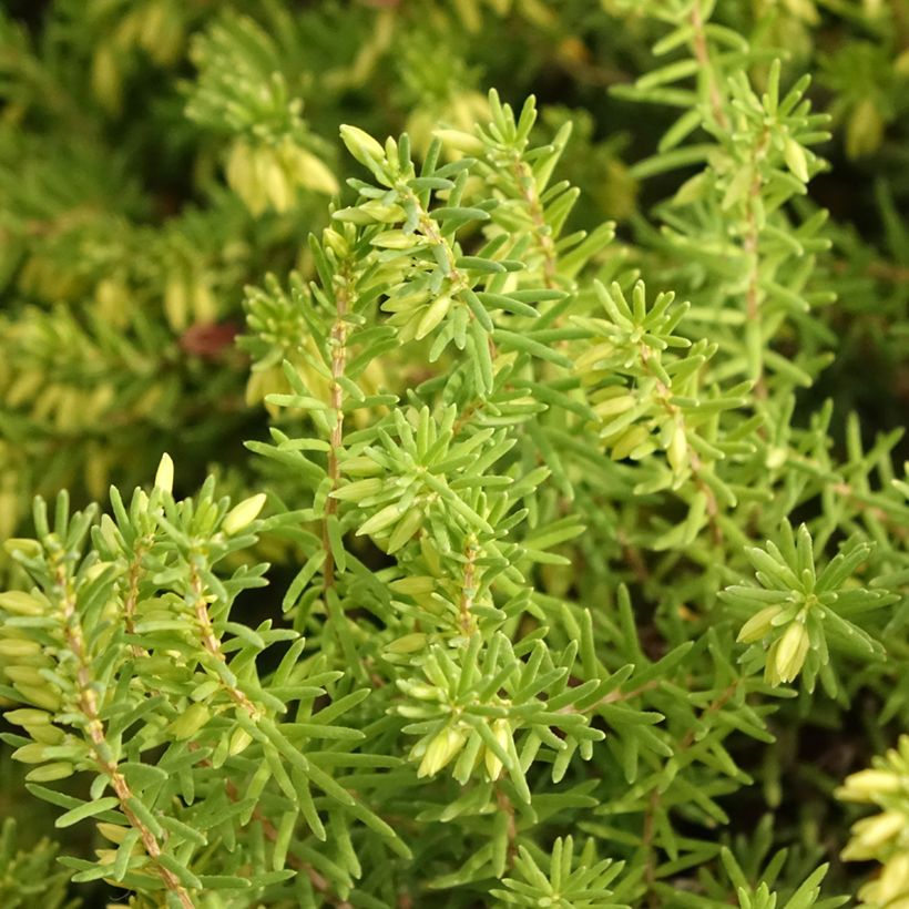 Erica darleyensis White Glow - Winterheide (Blad)