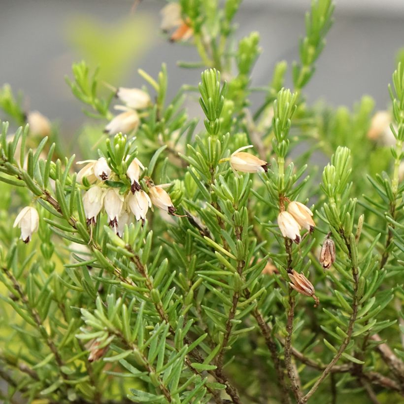 Erica darleyensis White Glow - Winterheide (Bloei)