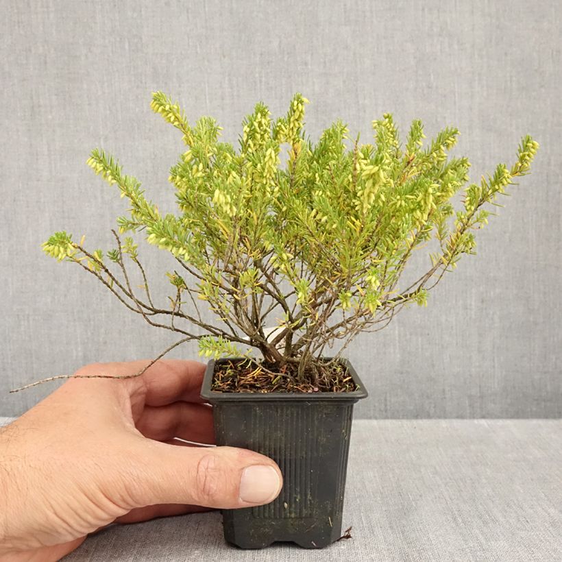 Exemplaar van Erica darleyensis White Glow - Winterheide Kweekpotje van 8/9 cm zoals geleverd in de herfst