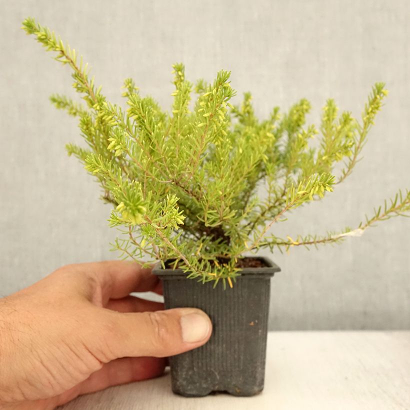 Exemplaar van Erica darleyensis White Glow - Winterheide Kweekpotje van 8/9 cm zoals geleverd in de zomer