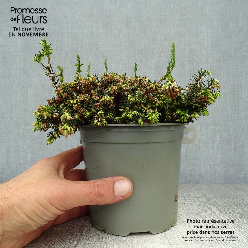 Exemplaar van Erica darleyensis White Perfection - Winterheide wit Kweekpotje van 8/9 cm zoals geleverd in de herfst