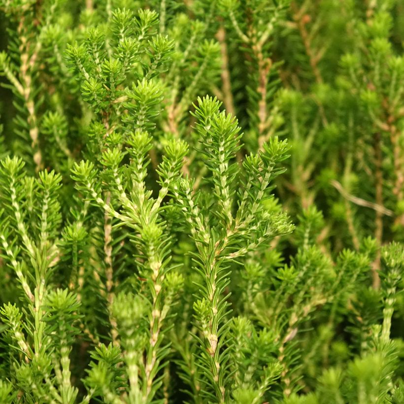 Erica terminalis - Corsicaanse heide (Blad)
