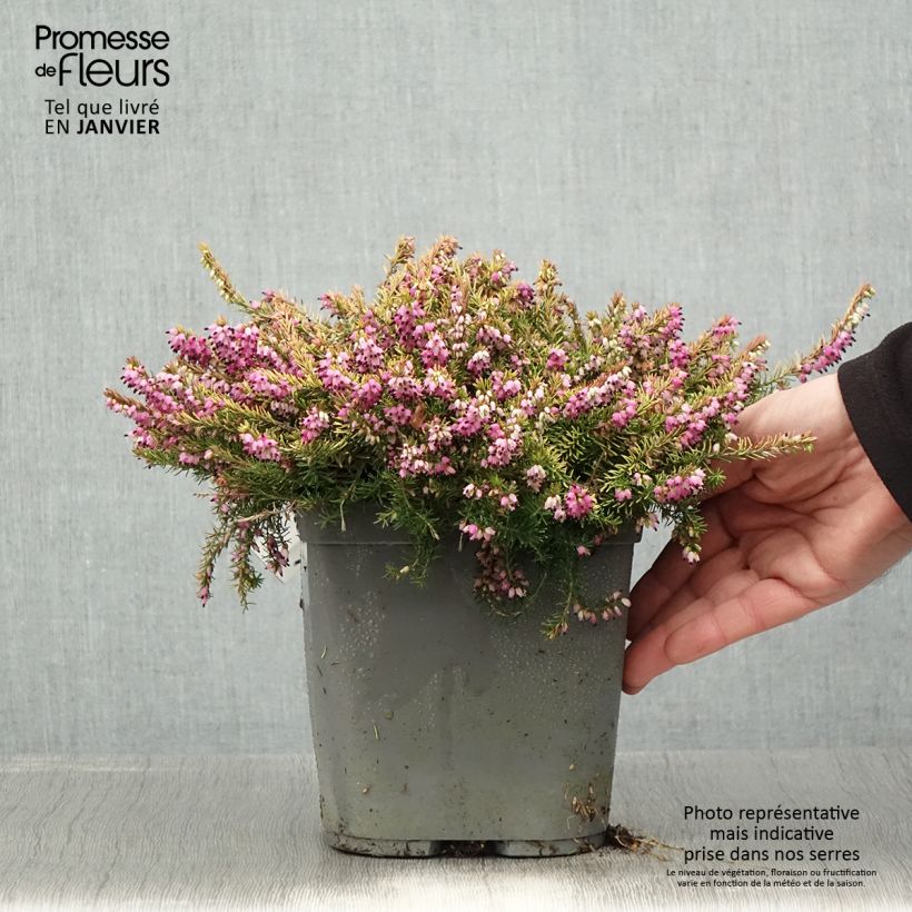 Exemplaar van Erica x darleyensis Eva Gold - Bruyère d'hiver Pot de 3L/4L zoals geleverd in de winter