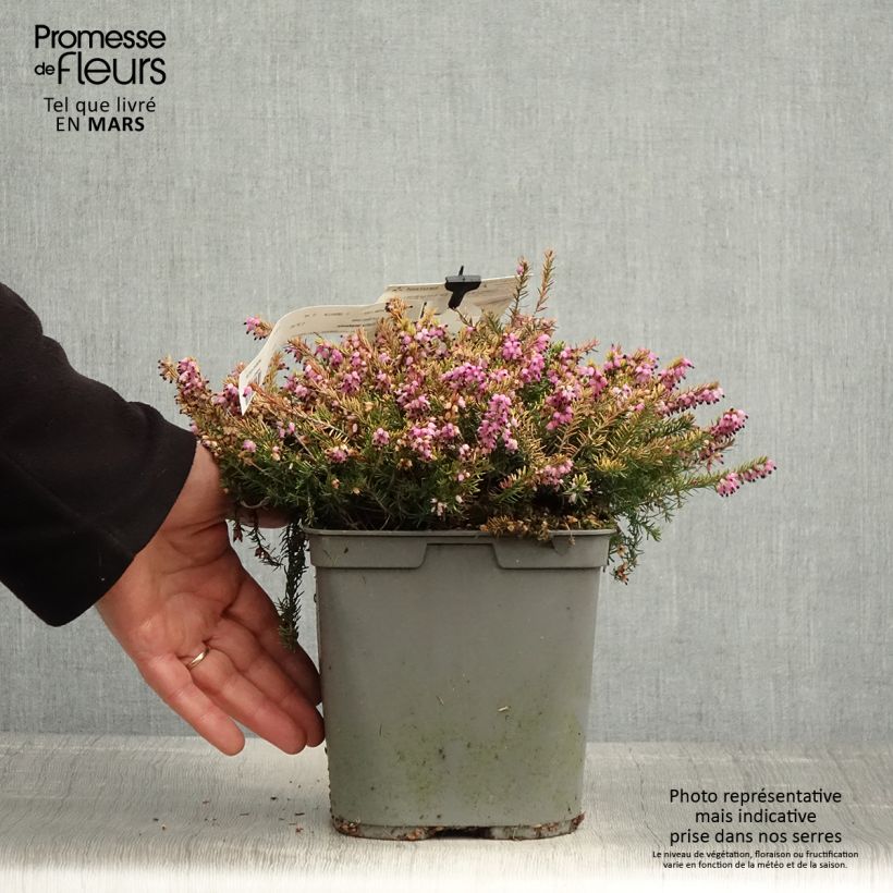 Exemplaar van Erica darleyensis Eva Gold - Winterheide Pot van 3 l/4 l zoals geleverd in de lente