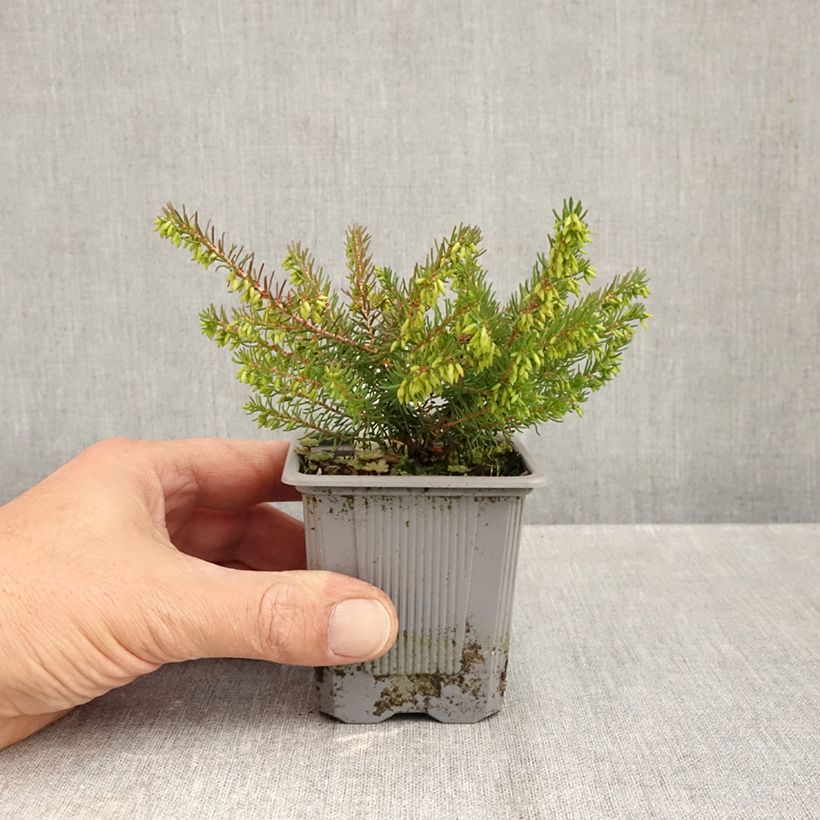Exemplaar van Erica darleyensis Spring Surprise - Winterheide Kweekpotje van 8/9 cm zoals geleverd in de herfst