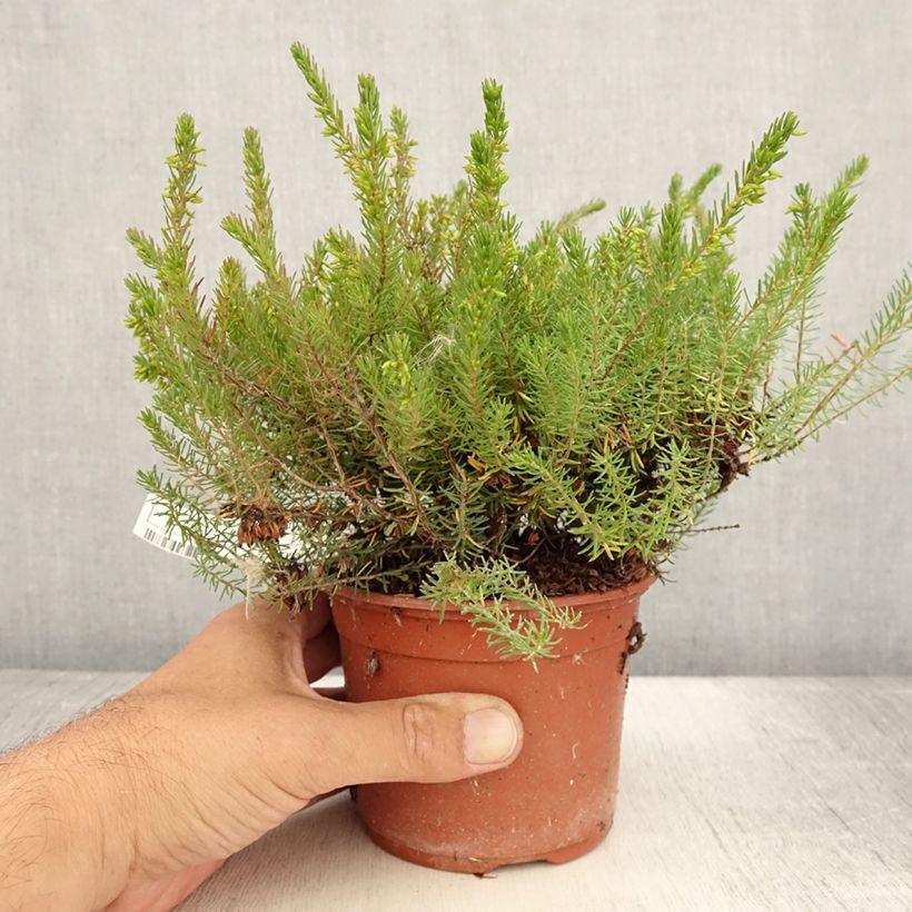 Exemplaar van Erica darleyensis Spring Surprise - Winterheide Pot van 1 l/1,5 l zoals geleverd in de zomer