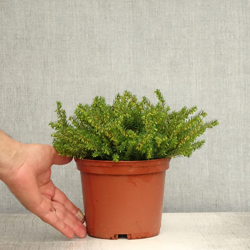 Exemplaar van Erica darleyensis Spring Surprise - Winterheide Pot van 2 l/3 l zoals geleverd in de zomer