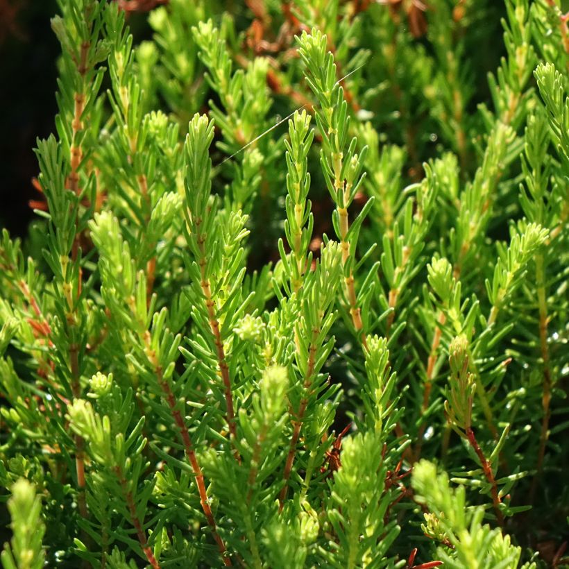 Erica darleyensis Spring Surprise - Winterheide (Blad)