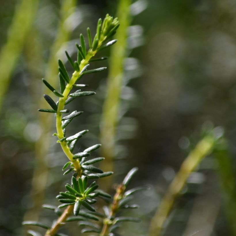 Erica darleyensis Winter Belles Katia - Winterheide (Foliage)